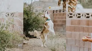 Nevada | Yamassari