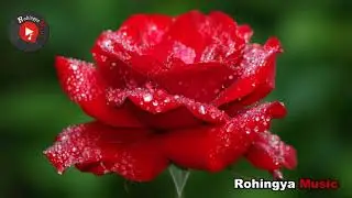Rohingya New Latest Song | Romantic Song | Rohingya Music