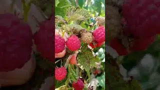 сладкая ягодка 🙂