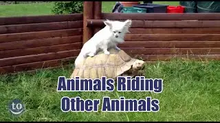Animals Riding Other Animals