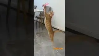Why Cat is confused