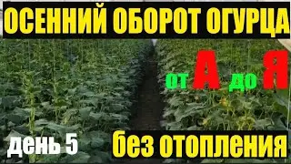 Витаминный комплекс для рассады огурцов.Огурцы от А до Я #3