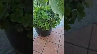 la pianta scinosciuta