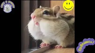 Бурундук Икает РЖАЧ !
