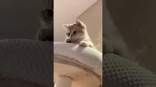 Funny Cat Meme 