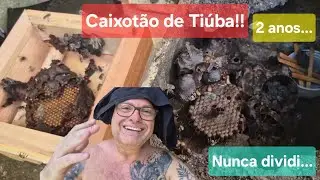 Comprei este Caixotão de Tiúba há 2 anos por 150 reais e nunca havia multiplicado