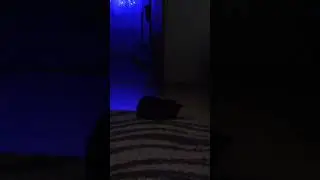 Вечерний расколбас. Кот Ватсон.