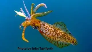 How to: Catch Squid using two simple methods | The Hook and The Cook