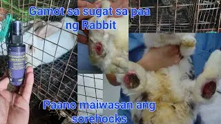 Rabbit Farming: Gamot sa Sorehocks o sugat sa paa ng rabbit #rabbit #sorehock #rabbitfarming