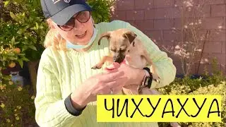 Обзор породы собак Чихуахуа