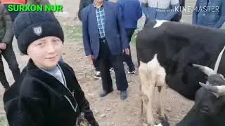 9 феврал сурхондарй денов мол бозори ина болали молар