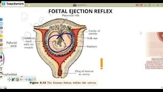 Last Lecture Of Human Reproduction By Rajni Rajwansh Mam @RajniStudyCampus