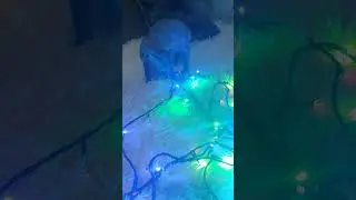 донской сфинкс Шанель, Новый год!