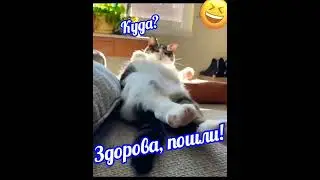 Кот прикол! Здарова, пошли! Мы договаривались бегать! shorts