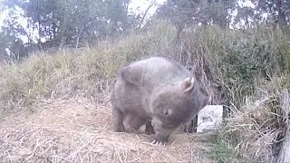 Australian Woman Leads Fight for Wombats Against Deadly Spread of Mange