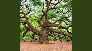 Grounding Meditation