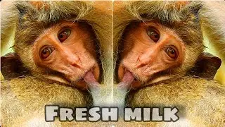 Wow...! Big teen monkey still allow to drink milk, Lazy monkey Dito no time to find his own food