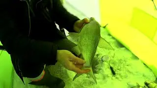 ЛЕСКА ТРЕЩИТ! ЛОВЛЯ КРУПНОГО ПОДЛЕЩИКА! Совет по хранению мотыля в домашних условиях!
