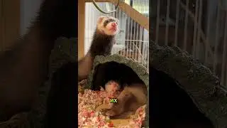 То, о чём хорьки вам не расскажут 🦦🤫