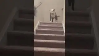 Funniest Animal Fails 3🐭🐱🐘🐐🐕 🐿🐷#shorts #funny #trending