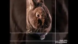Fotoschooting meiner Tiere Meerschweinchen u Kaninchen * Ostern Weihnachten Wonderland SONY alpha