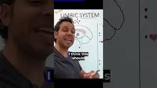 Limbic System