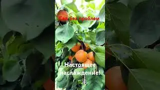 Фарбелли - абрикос с не забываемым вкусом!