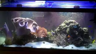 Salt water marine reef tank