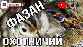 Pheasant... or how to set a hen on eggs