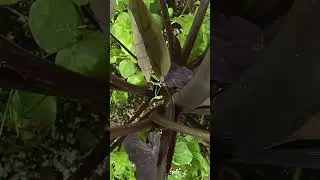 An amazing camera view of a tree from up