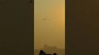 Amazing Birds flying At Sunset Time