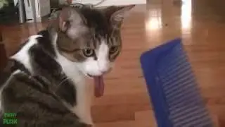 Животные приколы