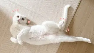 The pink belly of a cute cat