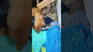 Хорошие питомцы   #собака #dog #dogs