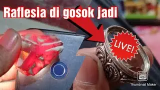 Mana Tahan Ama merah nya raflesia...