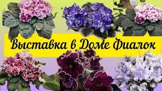Выставка фиалок в Доме Фиалок в Москве (Московские коллекционеры) 