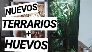 2 NUEVOS TERRARIOS + HUEVOS DE GECKO VOLADOR (Ptychozoon kuhli)