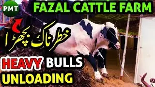 HEAVY Bulls UNLOADING from Fazal Cattle Farm Collection | Sohrab Goth Cow Mandi Karachi Eid ul Adha