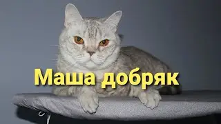 Маша психует, но не кусает. Самое доброе создание на земле - кошка 