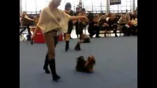 Finnish Winner 2012. Суки открытый класс.MP4