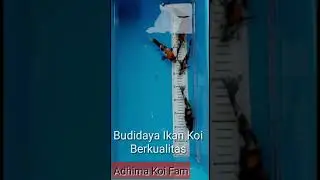 Ikan Koi Jenis Showa Kualitas Super