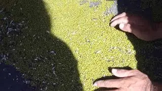 HOW TO HARVEST MONGGO BEANS #farming #buhayprobensya #trending #viral