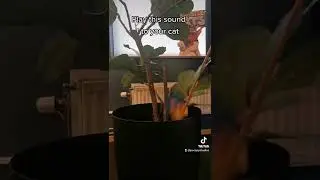 Play this sound to summon your cat! 😺 - Play CastleCats ✨
