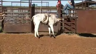 2 yr old bucking bull