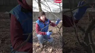 Подравняли сад при помощи АСС-20ЛИ-01 #shorts #диолд #секатор