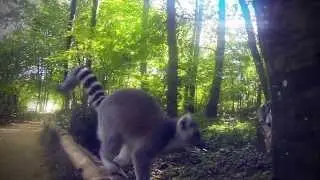 Monkeys loves GoPro