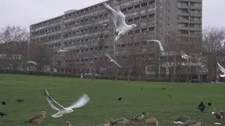 Burgess park