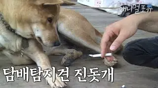 담배탐지견 백구 진돌이 앞에서는 금연 필수 I KBS 무한지대큐 060914 방송