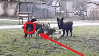 Небезпечні собаки і петарда жесткий прикол