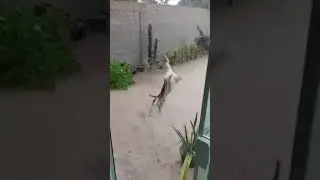 கொட்டும் மழையில் கொண்டாட்டம் போட்ட பைரவர்